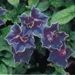 Ipomoea nil 'Murasaki Jishi'