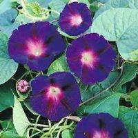 Ipomoea 'Star of Yelta'