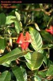 Kennedia rubicunda
