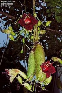 Kigelia africana