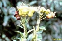 Lafoensia glyptocarpa