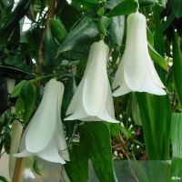 Lapageria rosea 'White Cloud' Lapageria rosea 'White Cloud'