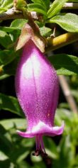 Latua pubiflora*