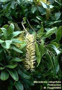 Macadamia intergifolia