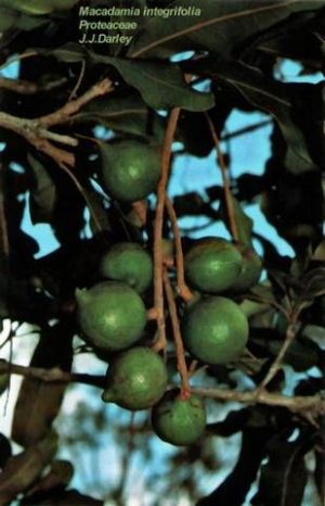 Macadamia integrifolia*