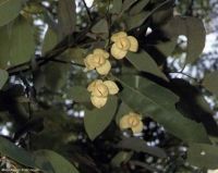 Melodorum fruticosum*