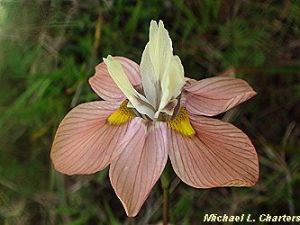 Moraea papilionaceae