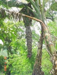 Musa balbisiana 1 Musa balbisiana 1