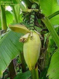 Musa basjoo Musa basjoo