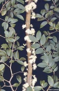 Myrciaria cauliflora*