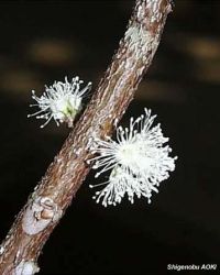 Myrciaria cauliflora*