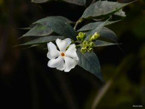 Nyctanthes arbor-tristis