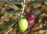 Olea europaea