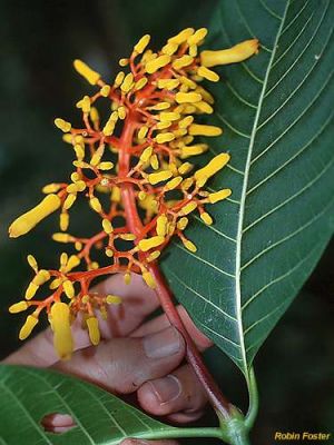 Palicourea guianensis