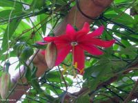 Passiflora antioquiensis*