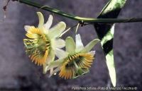 Passiflora biflora