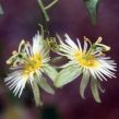 Passiflora arbelaezii*