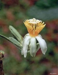 Passiflora arborea*