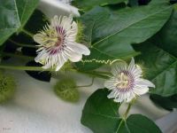 Passiflora bahamensis