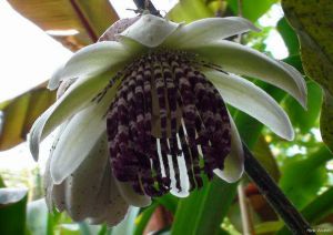 Passiflora sp. cv. crenata
