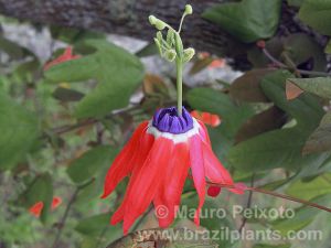 Passiflora edmundoi