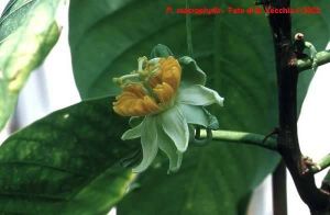 Passiflora macrophylla*