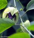 Passiflora maliformis