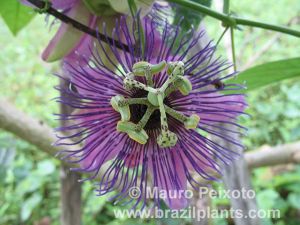 Passiflora oerstedii