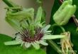 Passiflora sexflora*