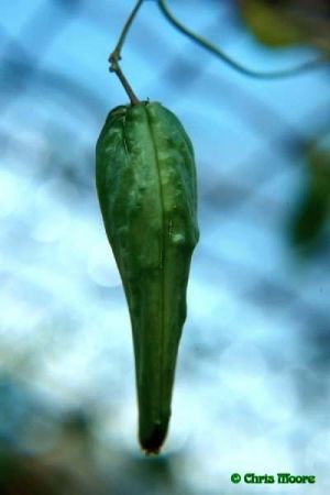 Philibertia gracilis