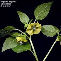 Physalis angulata