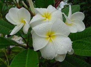 Plumeria 'Aper' Plumeria 'Aper'