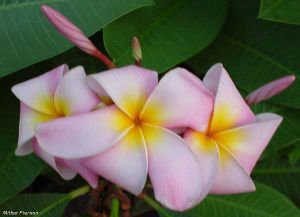 Plumeria \'Maui Beauty\'