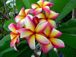 Plumeria 'Angus Gold' Plumeria 'Angus Gold'