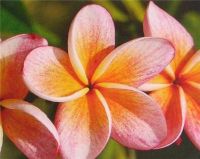 Plumeria 'Apricot' Plumeria 'Apricot'