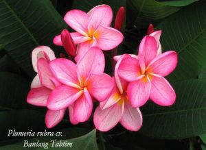 Plumeria 'Banlang Tabtim' Plumeria 'Banlang Tabtim'
