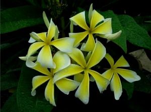 Plumeria 'Big Spider' Plumeria 'Big Spider'