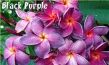 Plumeria 'Black Purple' Plumeria 'Black Purple'