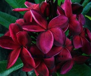 Plumeria 'Blood Red' Plumeria 'Blood Red'