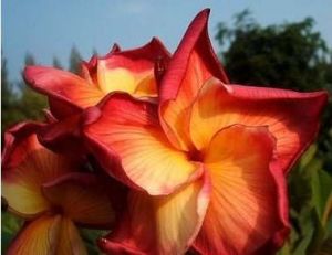Plumeria 'Butterfly' Plumeria 'Butterfly'