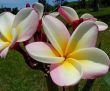 Plumeria 'Carmen' Plumeria 'Carmen'