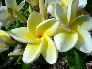 Plumeria 'Cindy Moragne'