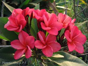Plumeria 'P-3'