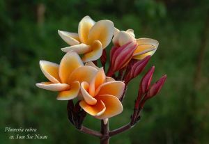 Plumeria 'Som See Nuan'