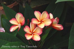 Plumeria 'Tong Tawee Choke'