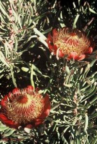 Protea canaliculata