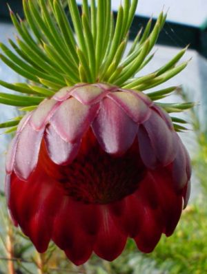 Protea nana