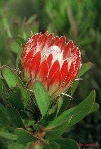 Protea obtusifolia