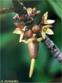 Rhizophora mucronata*