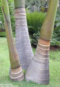 Roystonea regia